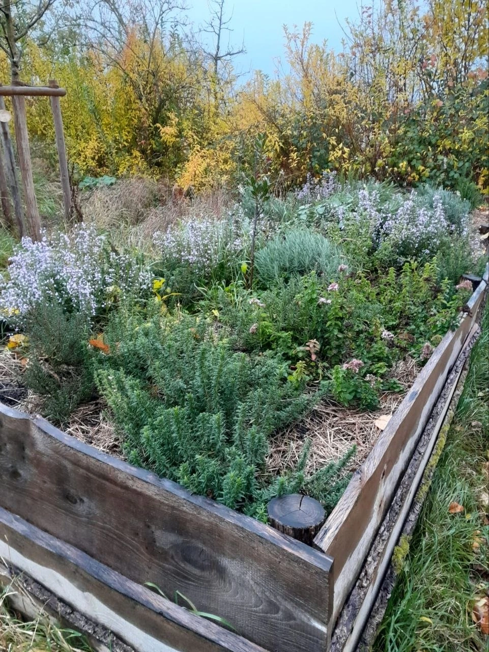 Blühendes Kräuterbeet – Artenvielfalt im naturnahen Garten